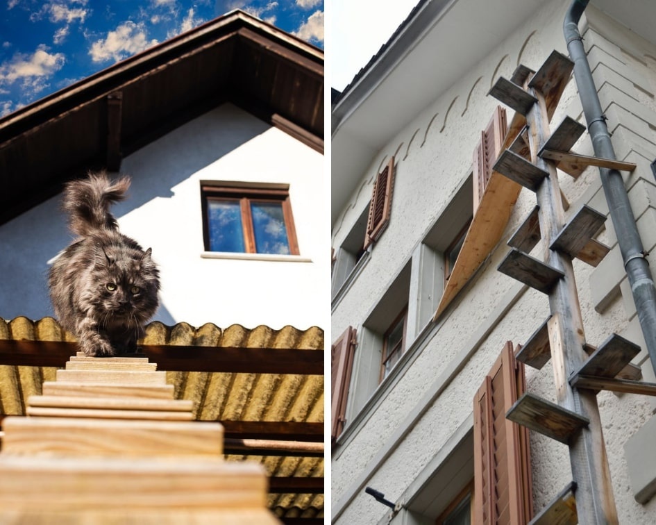 nguoi Thuy Si thiet ke thang cho meo anh 4