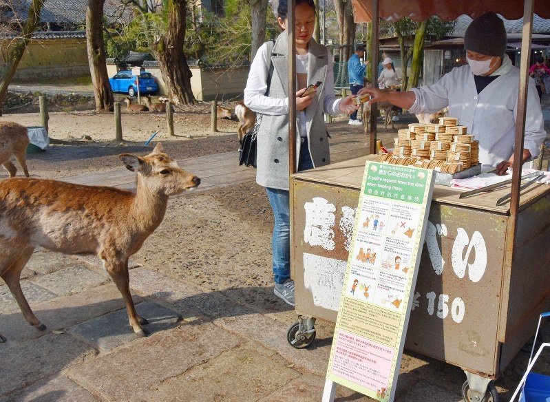 du khách bị hươu tấn công ở Nhật ảnh 1 du khach bi huou tan cong o Nhat anh 1