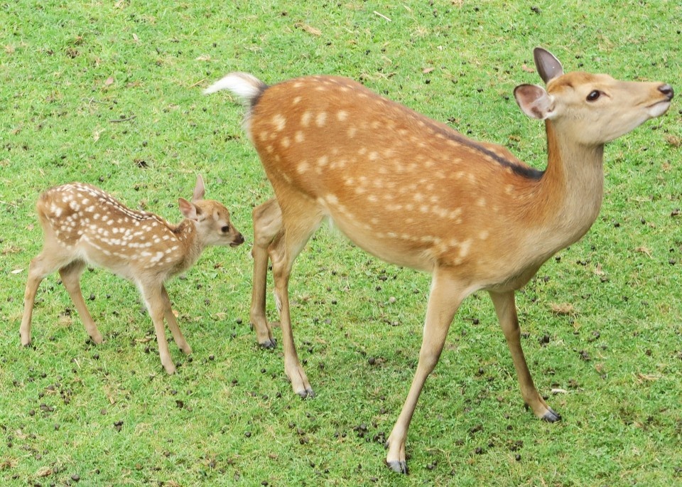 Ky luc nguoi bi thuong vi cho huou an tai cong vien Nhat hinh anh