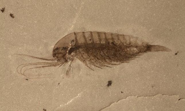 Phat hien 4.000 hoa thach 500 trieu nam gay chan dong o Trung Quoc hinh anh