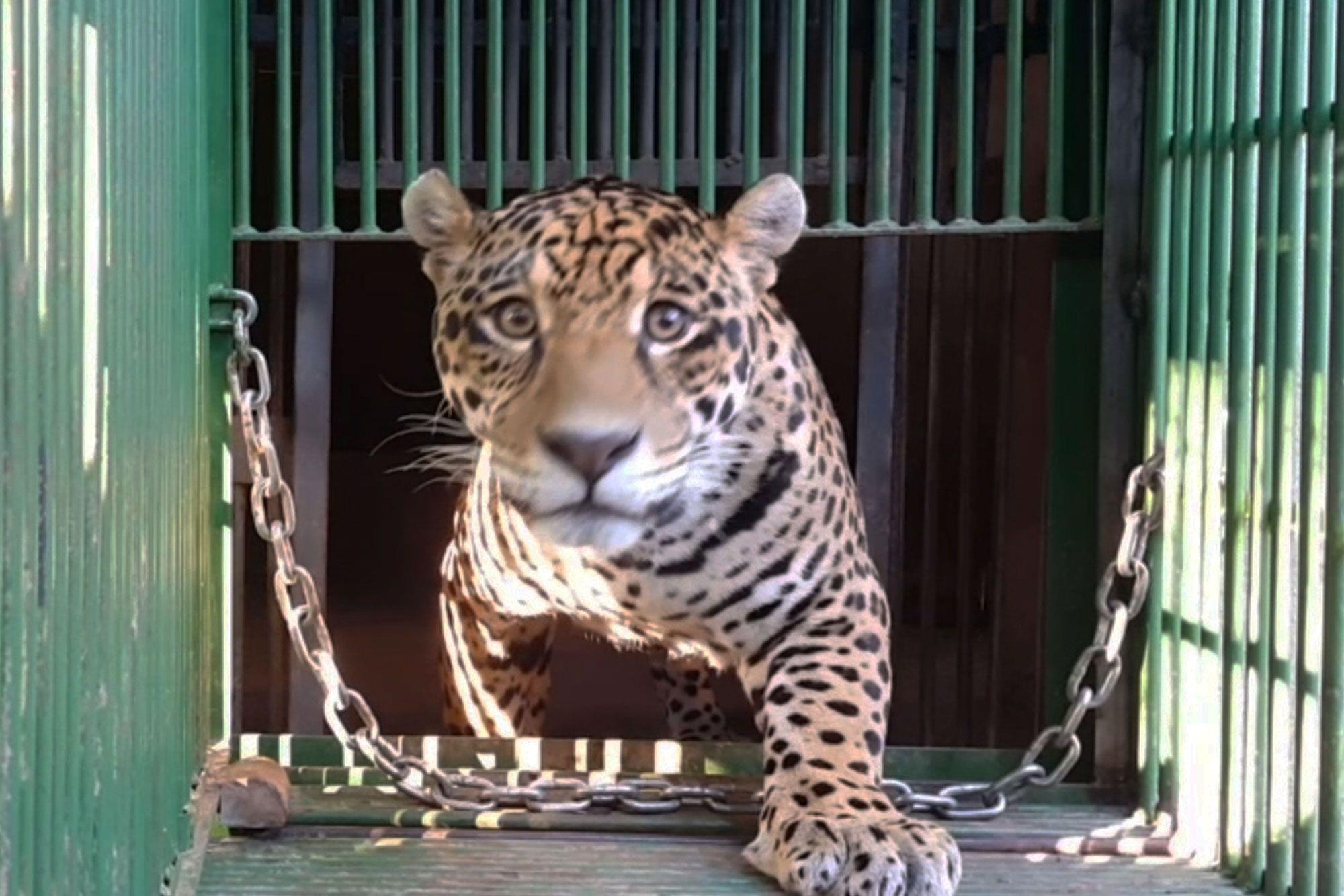 Bao dom con dau tien sinh ra bang thu tinh nhan tao bi me... an thit hinh anh