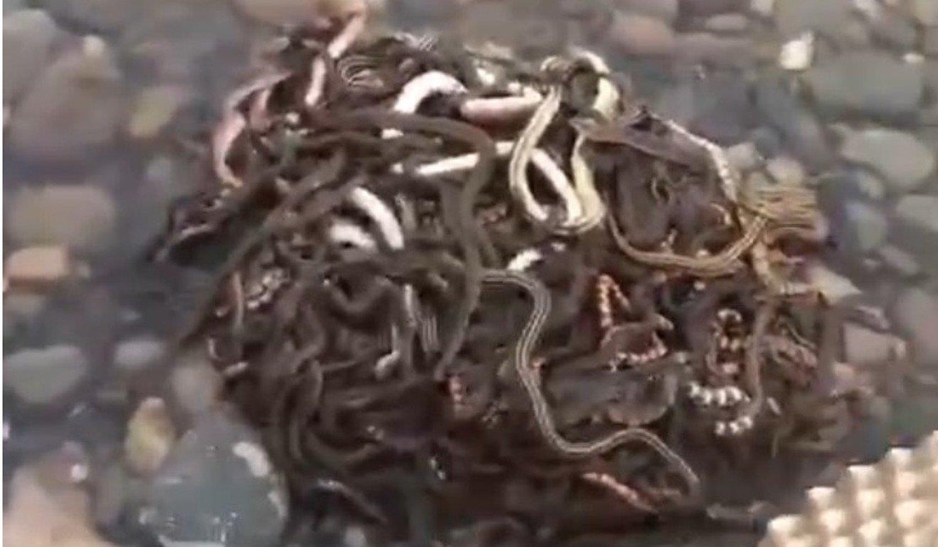 Nha dau tu bat dong san TQ bi bat vi phong sinh 40 kg ran de cau may hinh anh