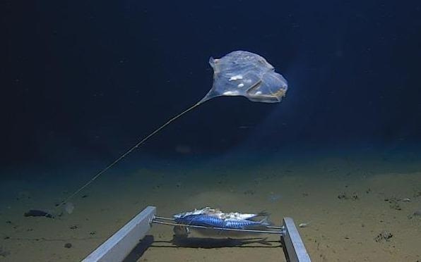 Phat hien sinh vat bi an o vuc sau nhat cua An Do Duong hinh anh