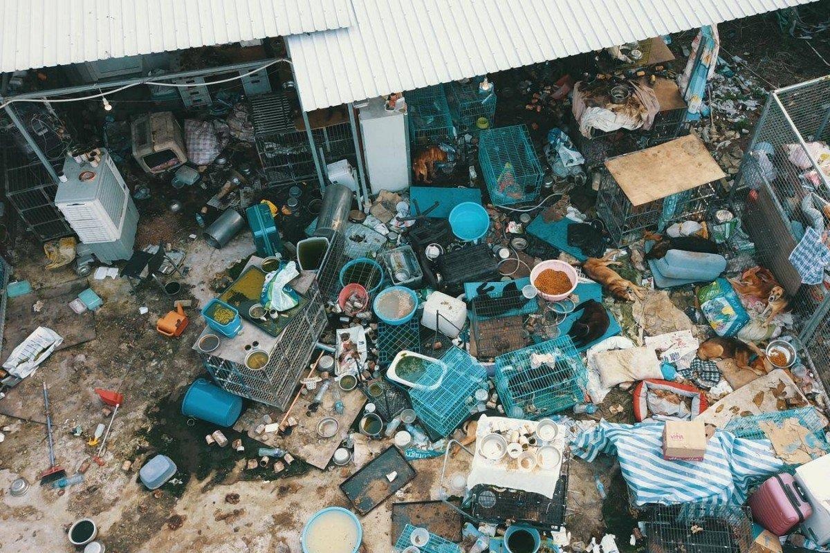 Giai cuu gan 100 cho meo song giua 'bai nuoc tieu va phan' o Hong Kong hinh anh