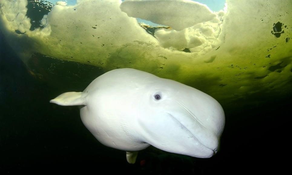 Nga sử dụng cá voi làm vũ khí ảnh 1 Nga su dung ca voi lam vu khi anh 1