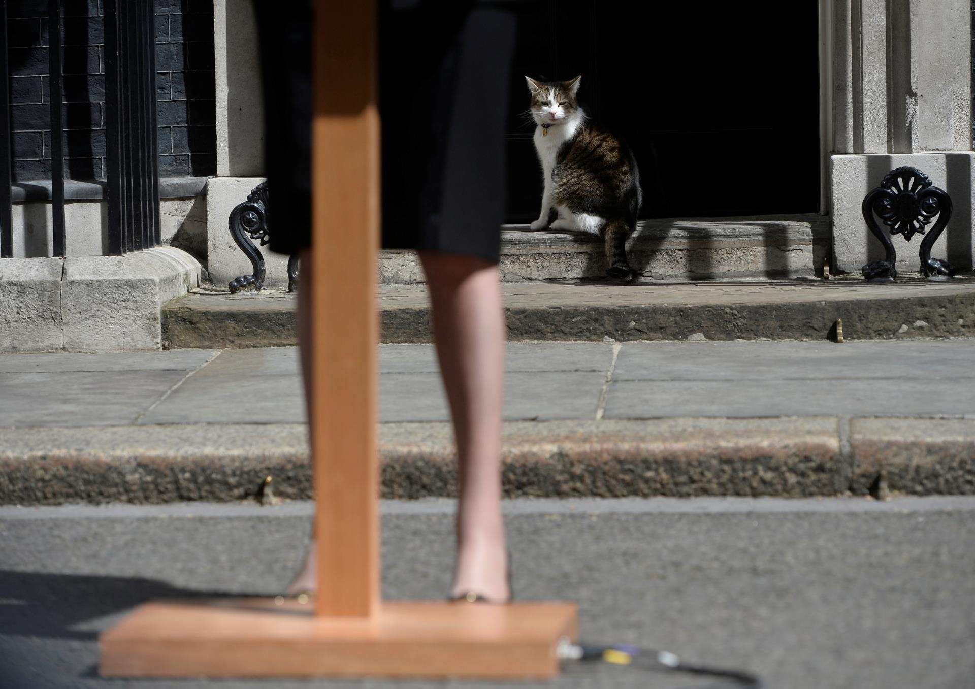 meo Larry trong dinh thu tuong Anh anh 5