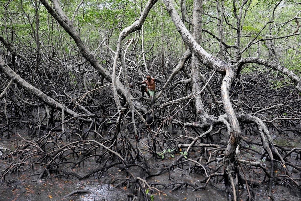 rung ngap man Brazil truoc bien doi khi hau anh 5