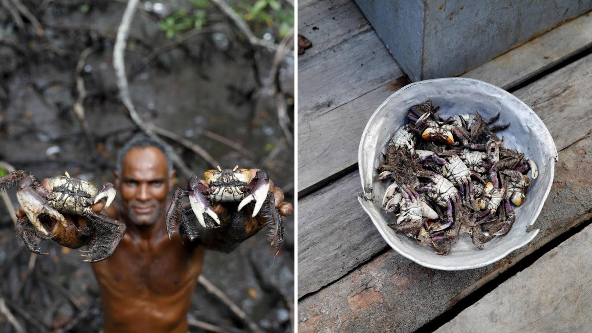 rung ngap man Brazil truoc bien doi khi hau anh 3