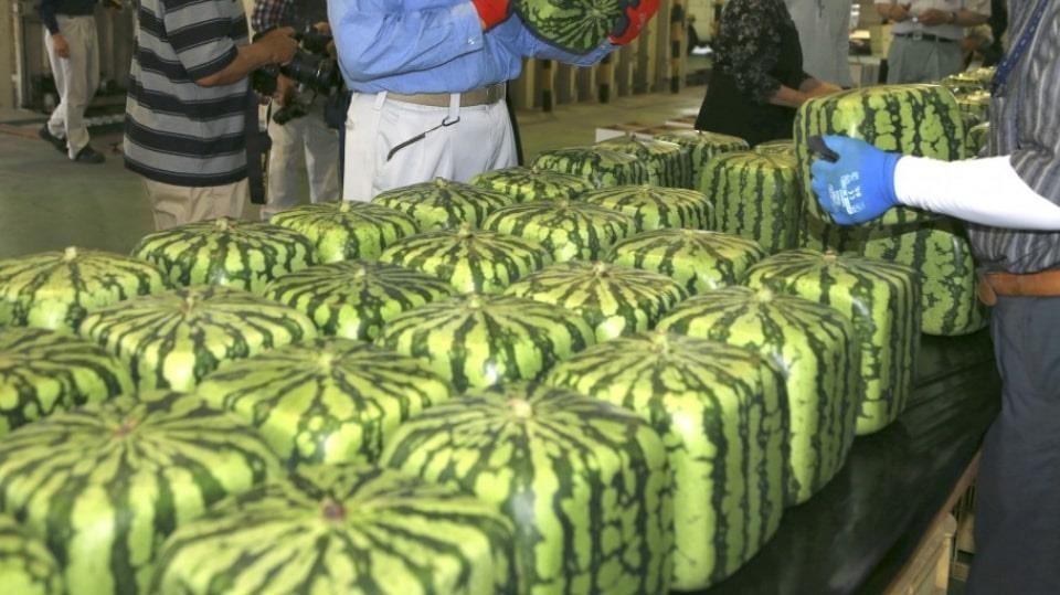 Dua hau vuong Nhat Ban duoc rao ban voi gia 92 USD/qua hinh anh