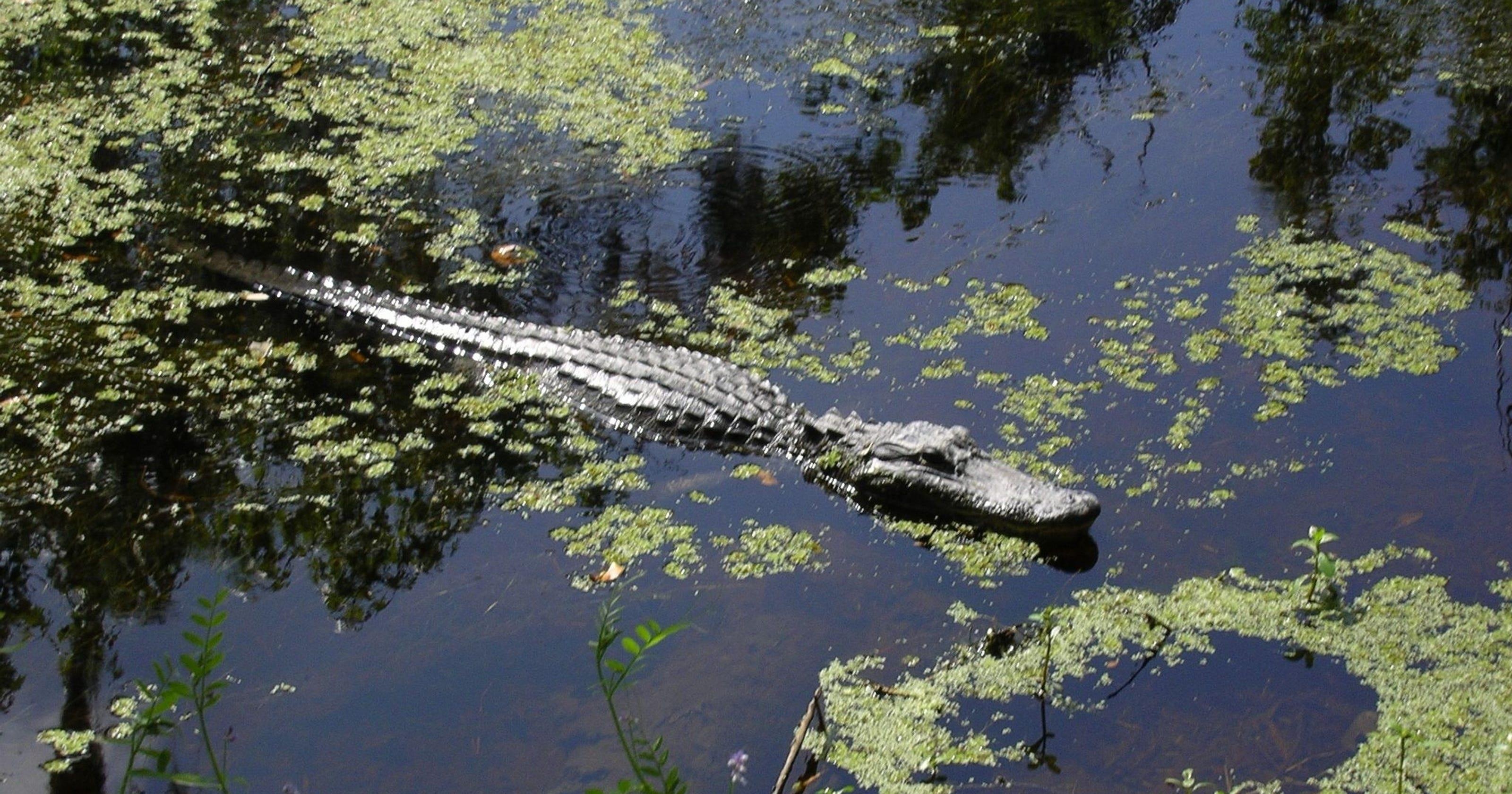 Phat hien dan ca sau loi xac nguoi xuong ho o Florida hinh anh