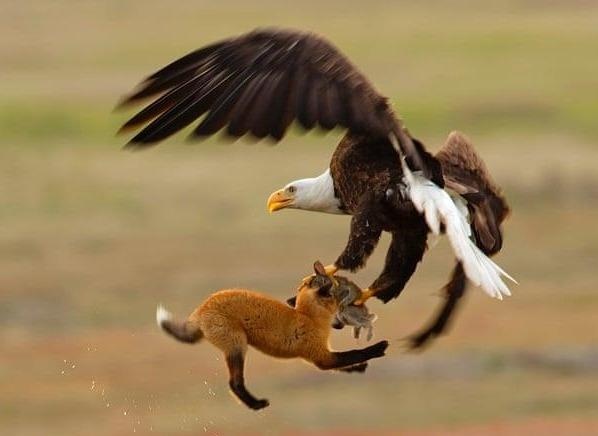 Dai bang cuop moi trong mieng cao gay an tuong cuoc thi anh hinh anh