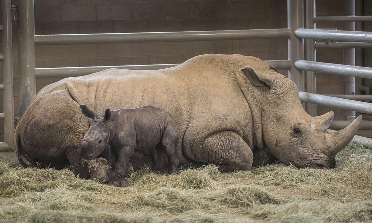 Te giac trang quy hiem lan dau ra doi bang thu tinh nhan tao tai My hinh anh