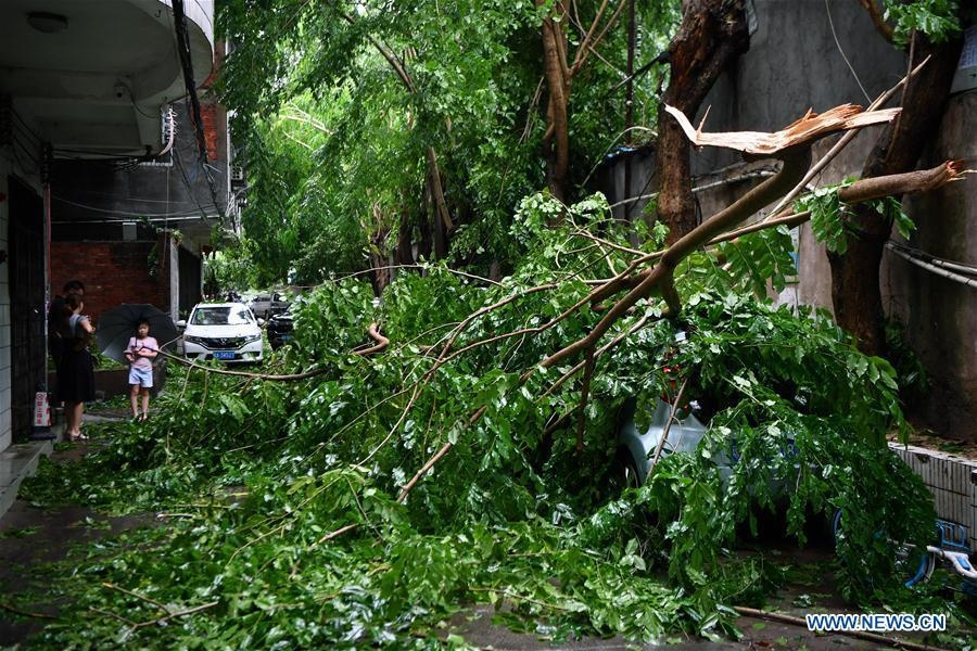 bao Wipha do bo Trung Quoc anh 2