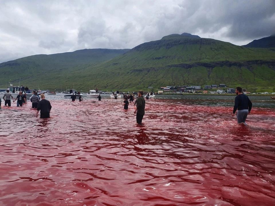 san ca voi o quan dao faroe anh 6