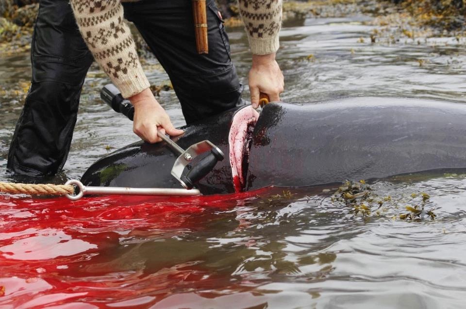 Tho san giet thit 23 con ca voi, nhuom do nuoc bien o quan dao Faroe hinh anh
