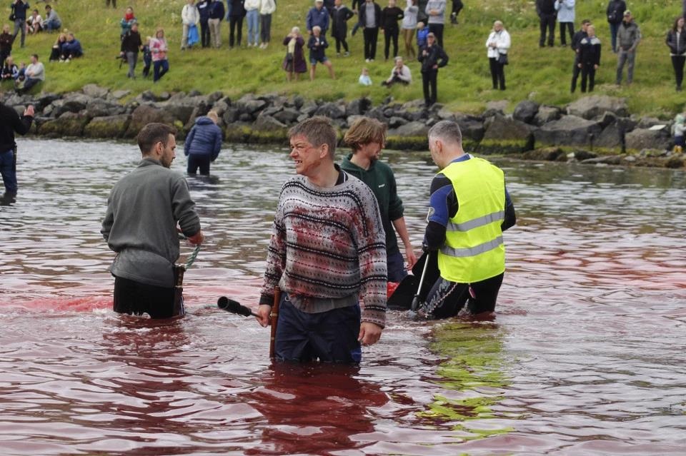 san ca voi o quan dao faroe anh 4