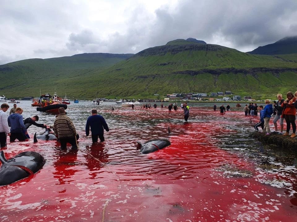 san ca voi o quan dao faroe anh 5