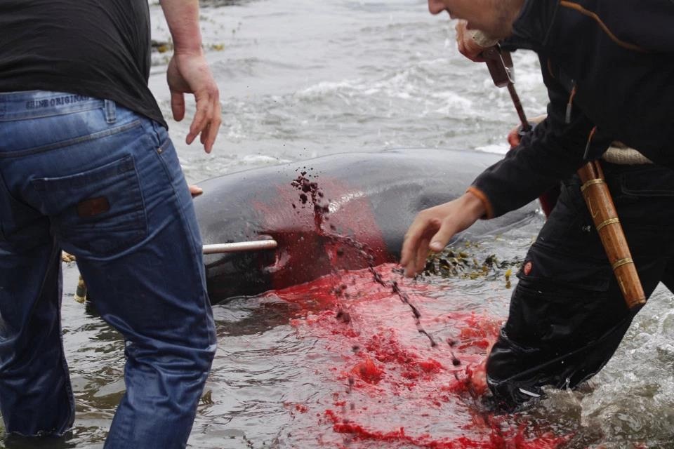 san ca voi o quan dao faroe anh 2