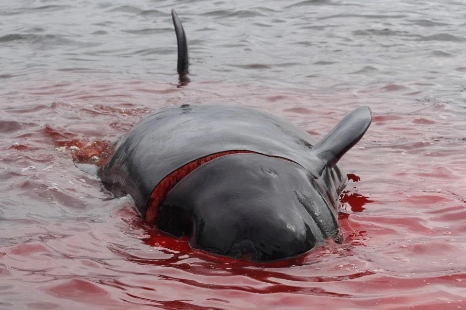 san ca voi o quan dao faroe anh 3