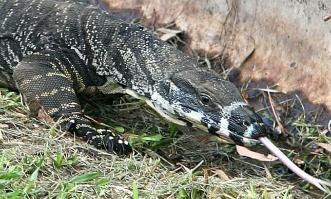 Ky da noi dien giet chet cho, khien hai nguoi nhap vien o Australia hinh anh