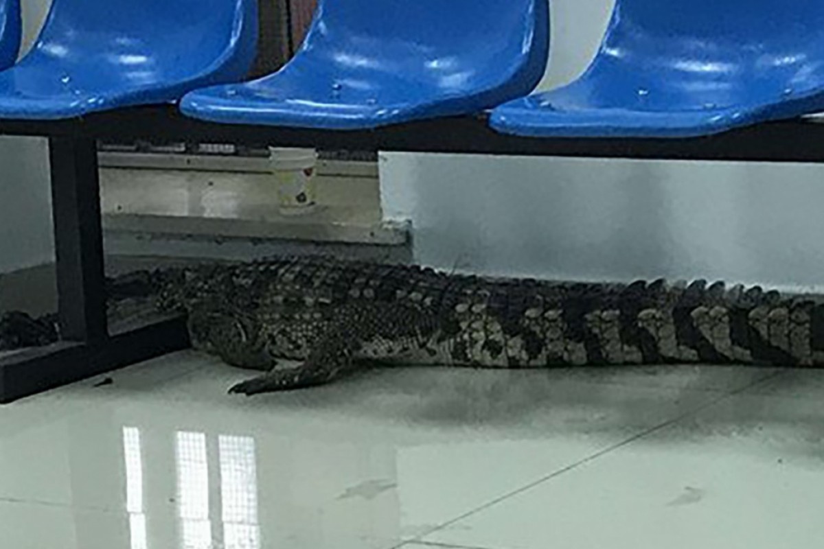 Ca sau dai 2 m nam bat dong o khu dan cu gay soc hinh anh