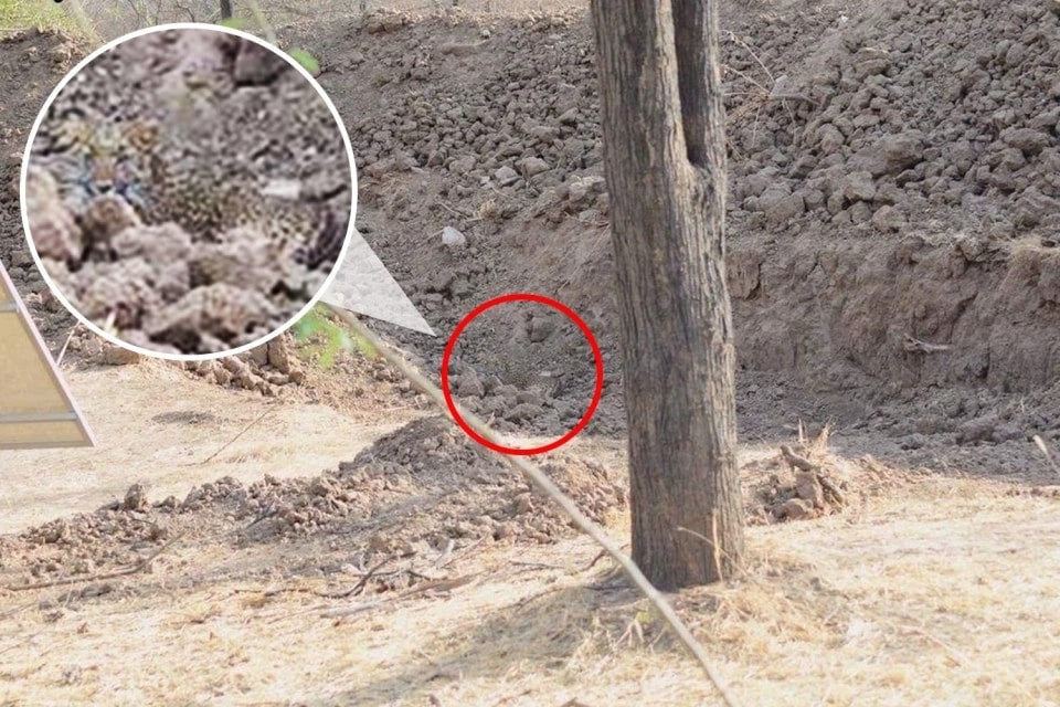 Anh bao dom nguy trang hoan hao khien cong dong mang 'phat dien' hinh anh