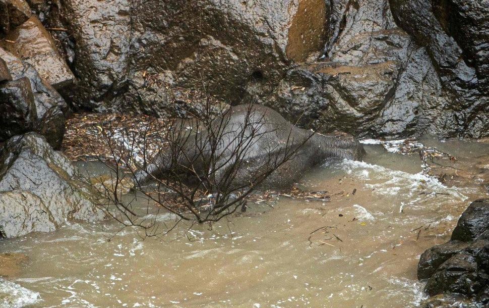 Thai Lan dat luoi lon vot xac 6 con voi chet o thac nuoc tu than hinh anh