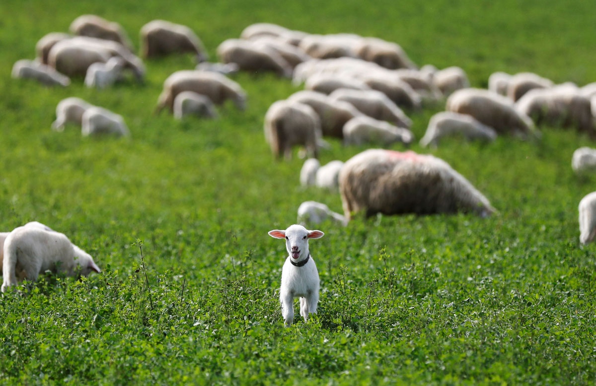 bieu tinh Catalonia anh 10