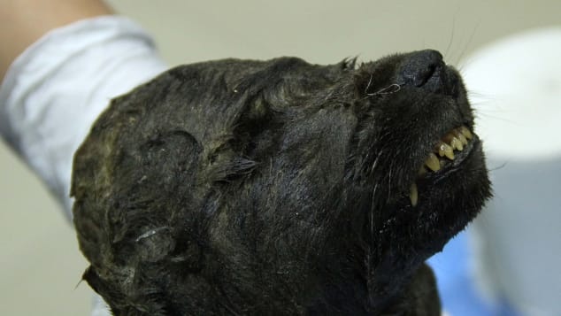 xác ướp 18.000 năm ảnh 1 xac uop 18.000 nam anh 1