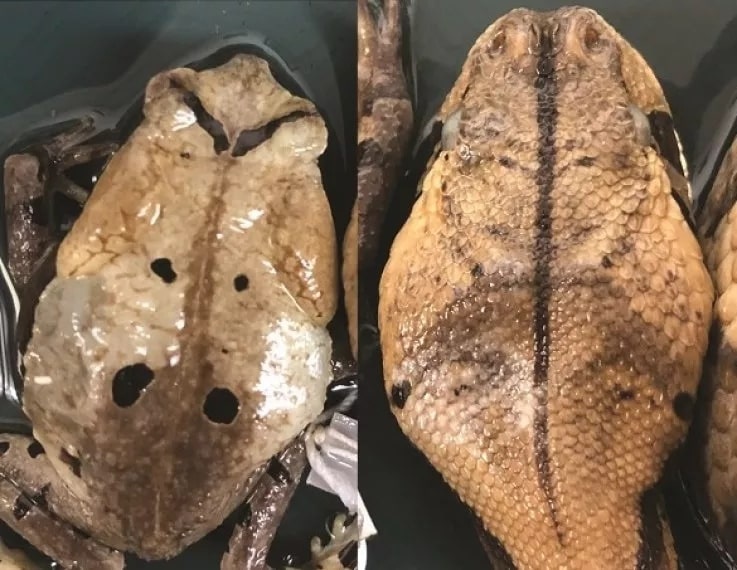 Coc khong lo gia lam ran sieu doc de tranh bi an thit hinh anh