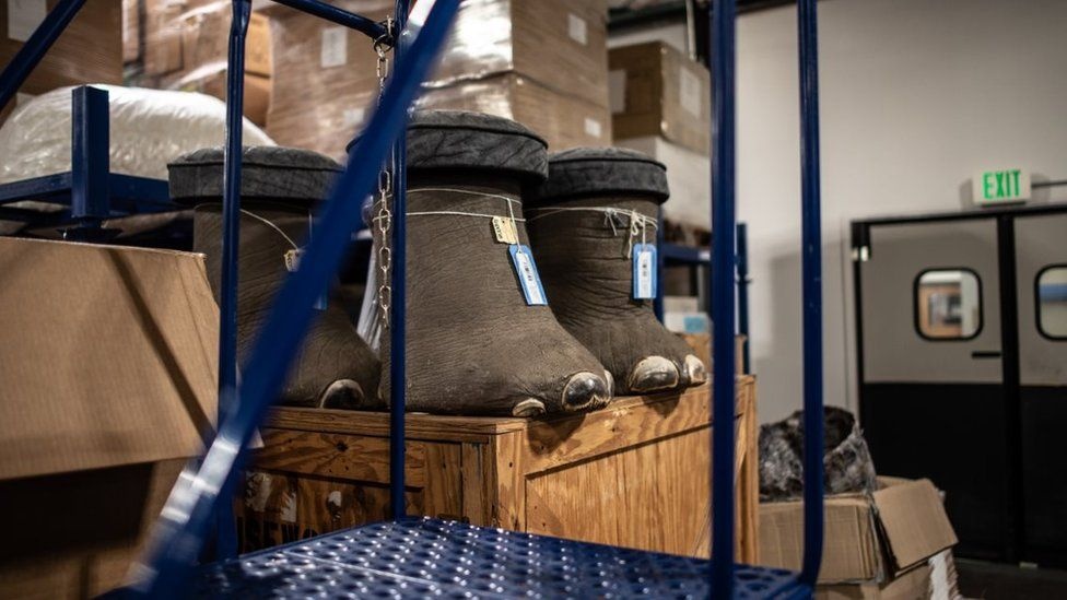 dong vat hoang da anh 3