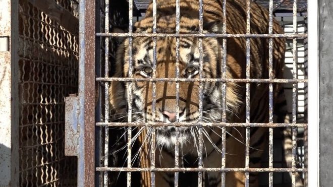 Ba Lan giai cuu 10 con ho kiet suc sau nhieu ngay mac ket trong xe tai hinh anh