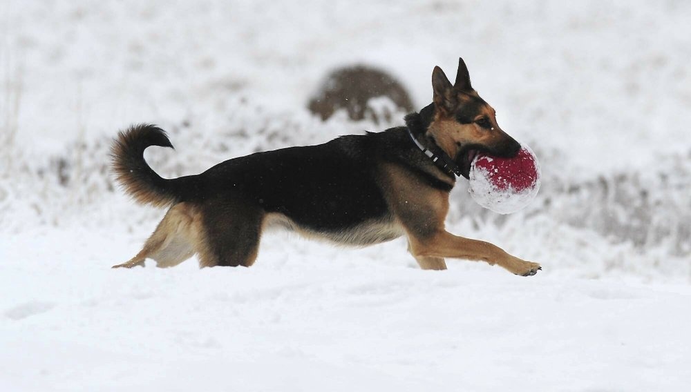 bao tuyet o My anh 11