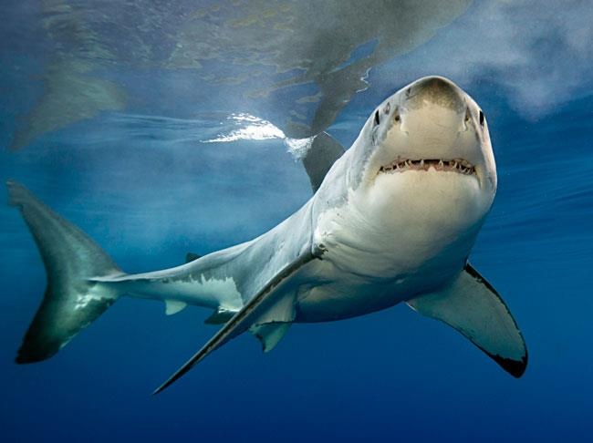 Dai duong can kiet oxy o muc ky luc, bao dong hang loat 'vung chet' hinh anh