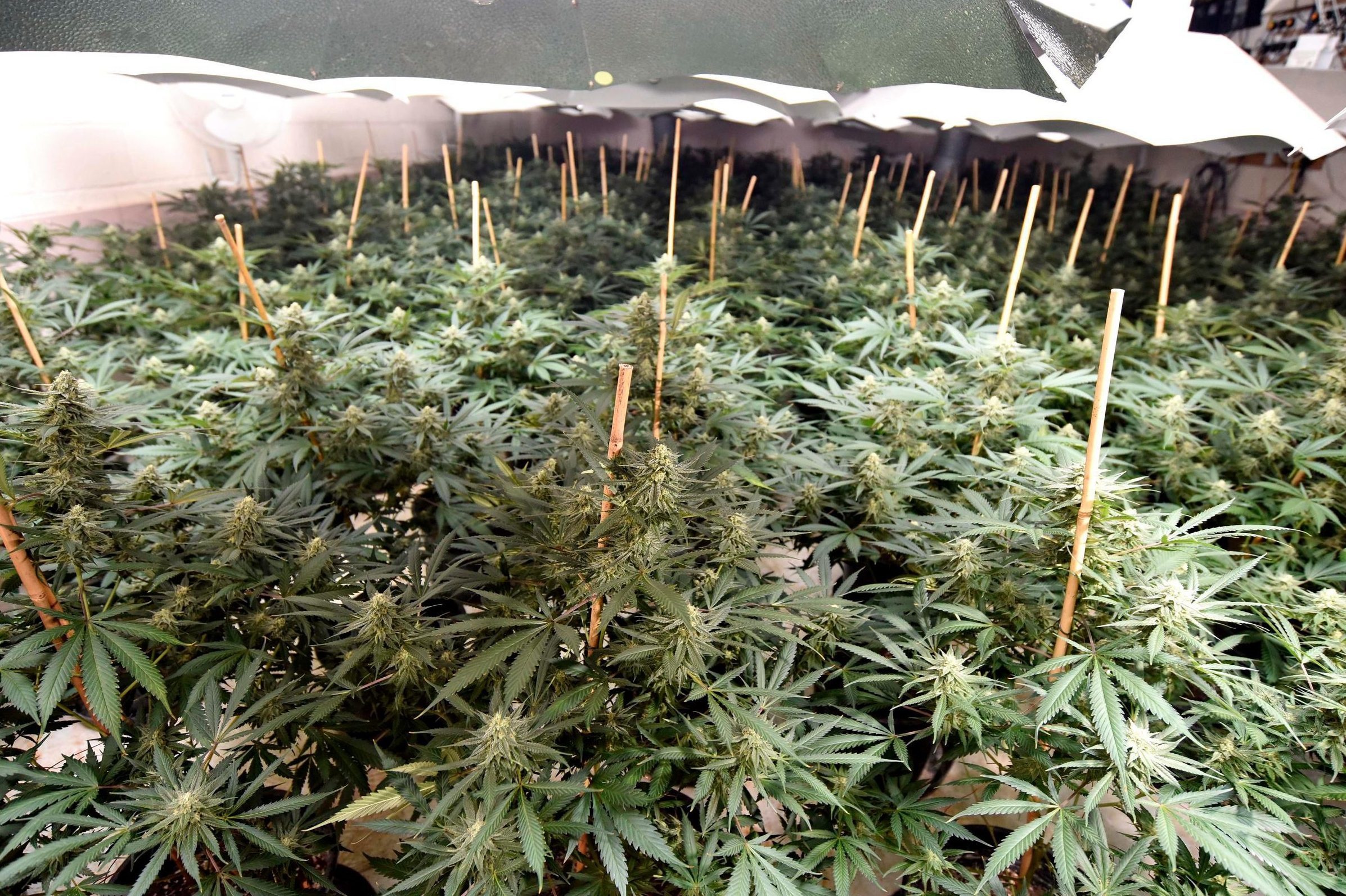 nguoi Viet o Anh anh 2