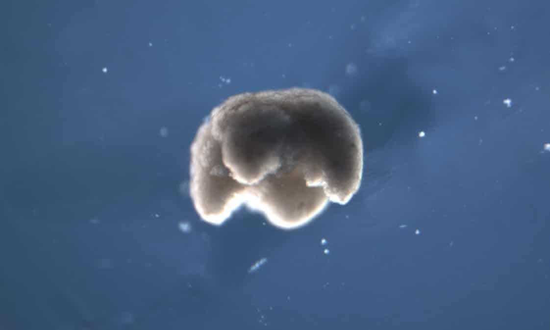 Che tao thanh cong robot 'song' tu te bao ech chau Phi hinh anh