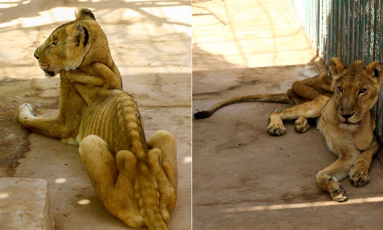 Su tu da boc xuong chet trong cong vien Sudan hinh anh