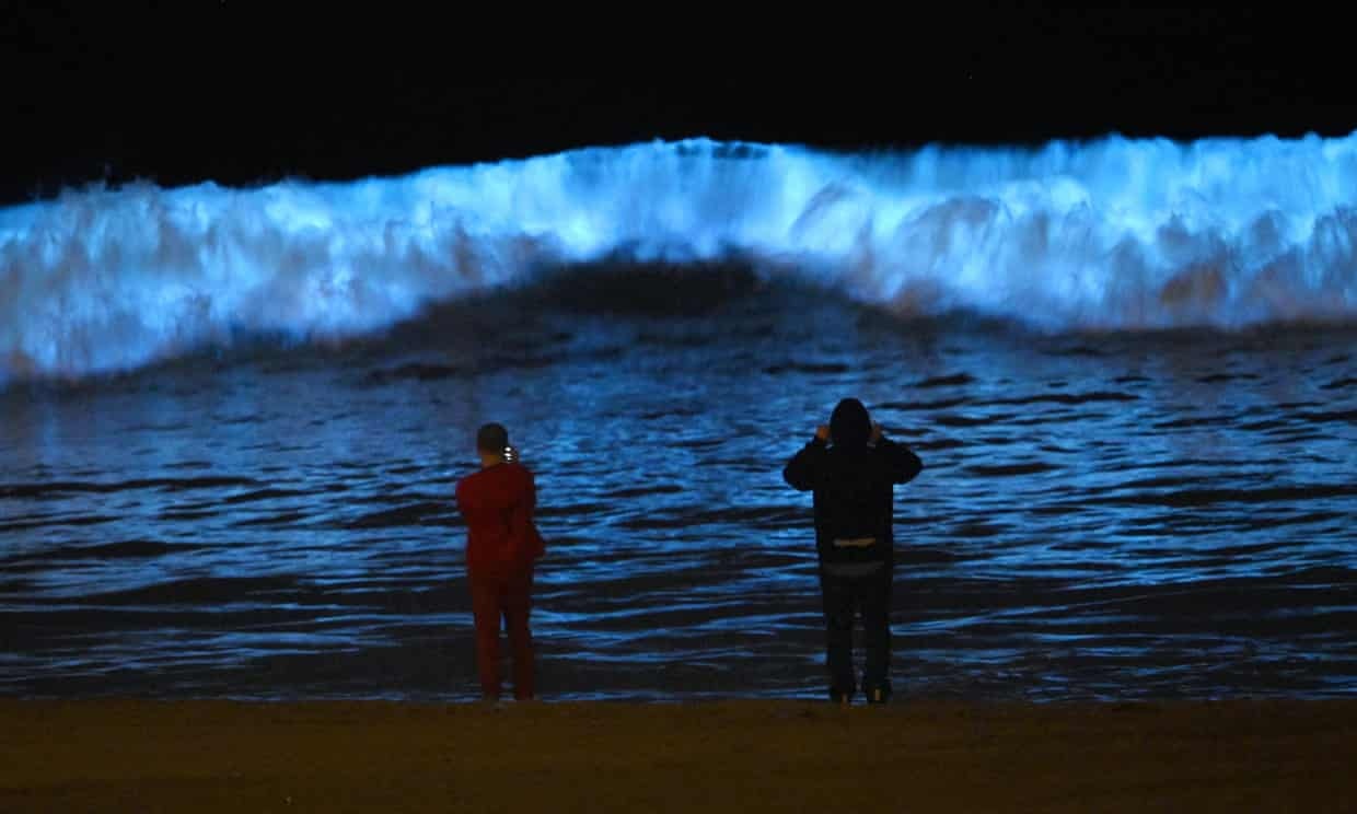 Nguoi My do ra bien chiem nguong song phat quang hinh anh