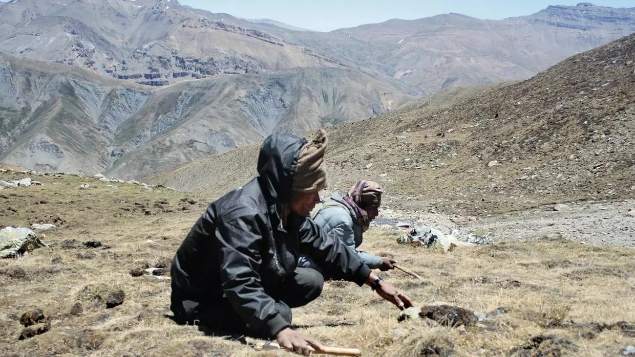 Nguoi Nepal khong the thu hoach nam quy tren Himalaya do Covid-19 hinh anh