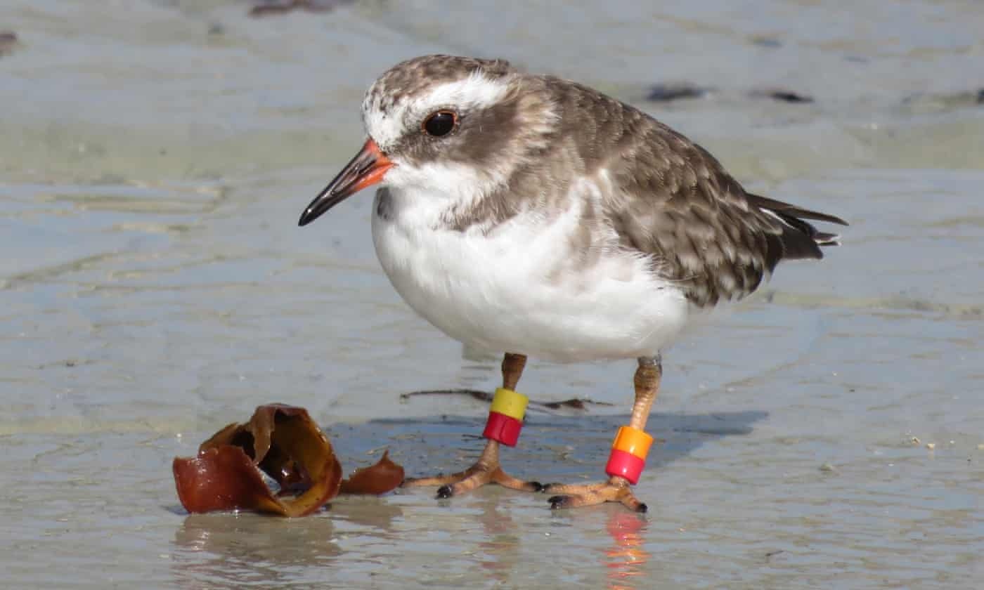 Ca dan chim quy hiem bien mat gan het giua dich Covid-19 o New Zealand hinh anh