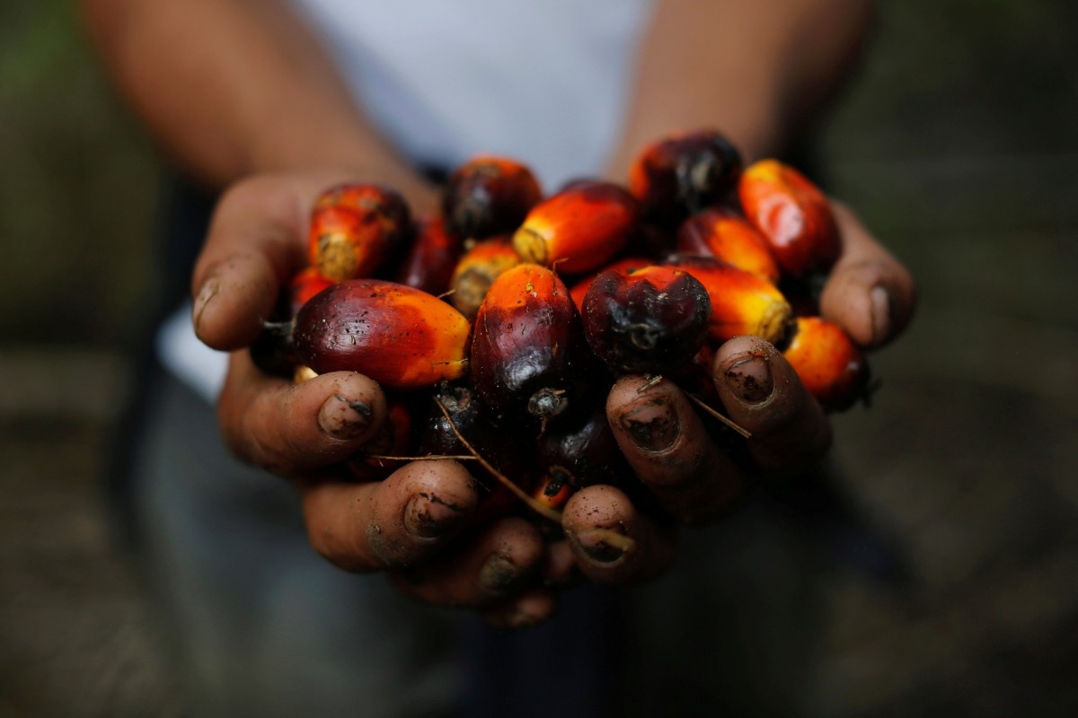 'Dau co la mon qua cua Chua' - Malaysia doi dau chi trich cua the gioi hinh anh