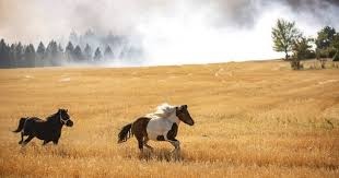 chay rung o My anh 10