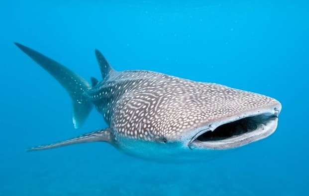 Ca map voi khong lo chet trong thuy cung o My hinh anh