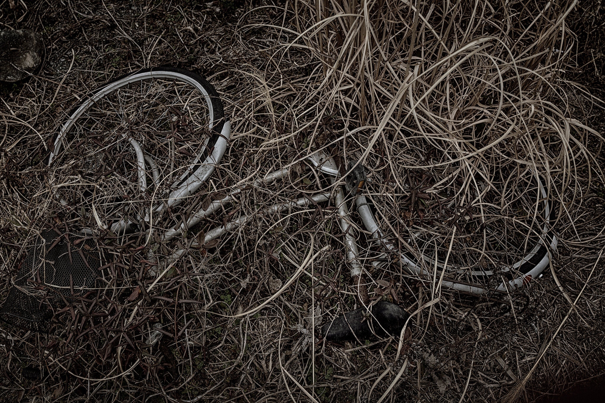 tham hoa hat nhan anh 3