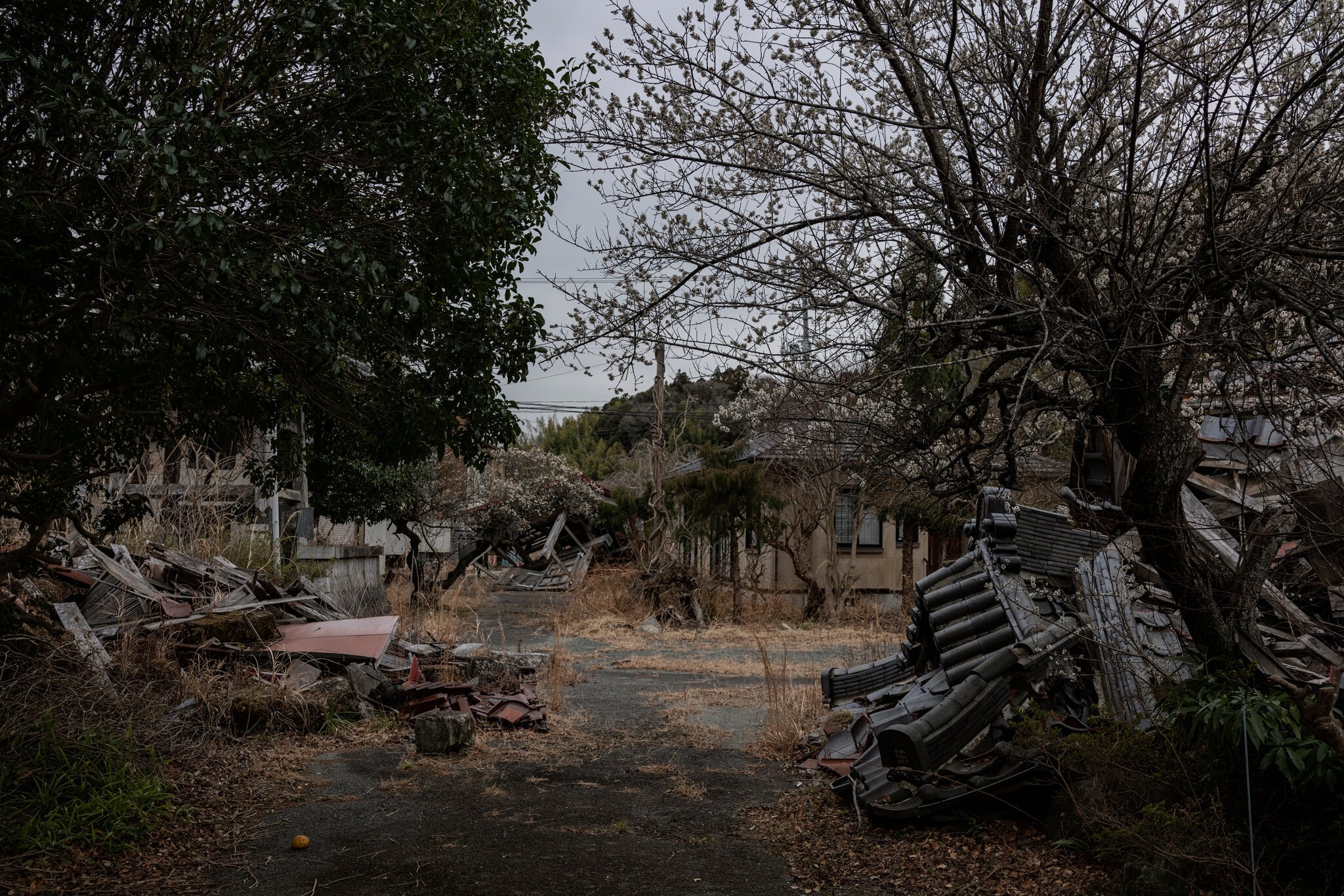 tham hoa hat nhan anh 5