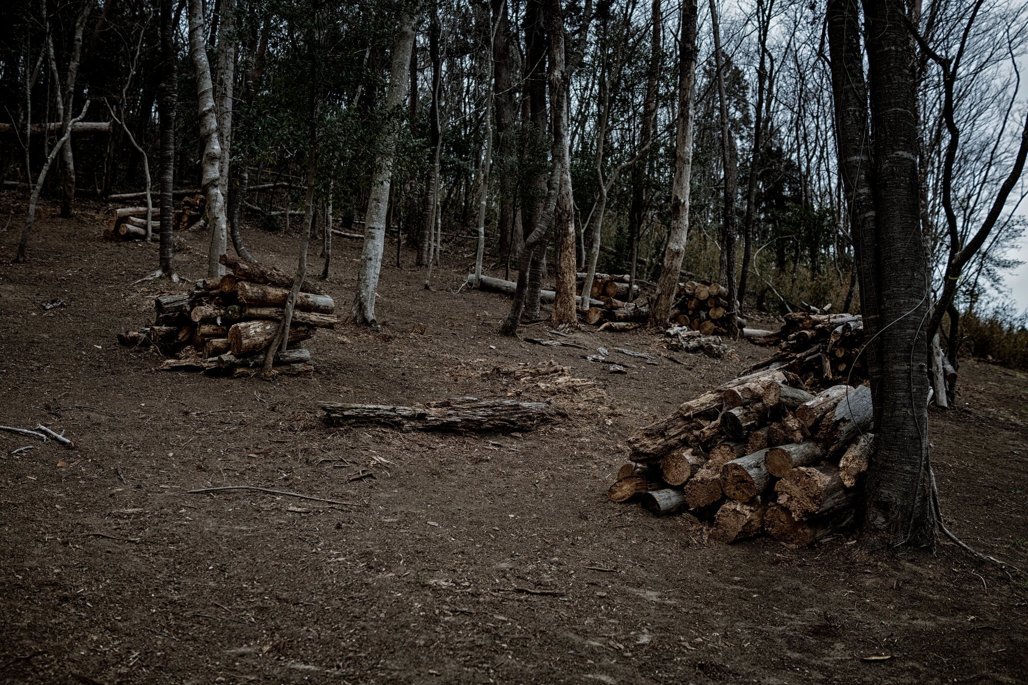 tham hoa hat nhan anh 6