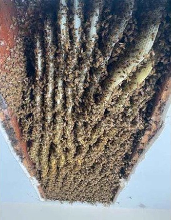 to ong khong lo anh 1