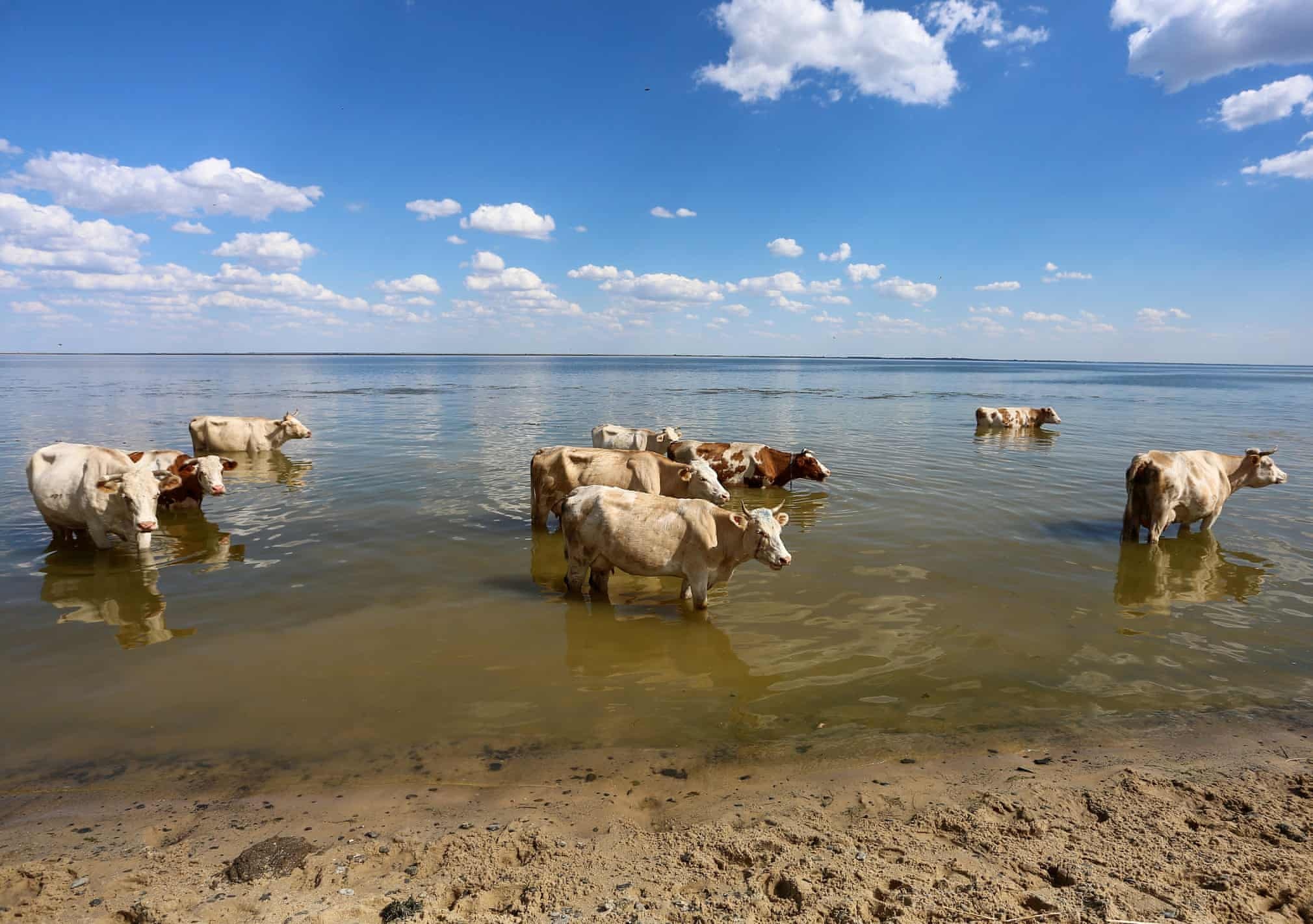 dong vat hoang da anh 9