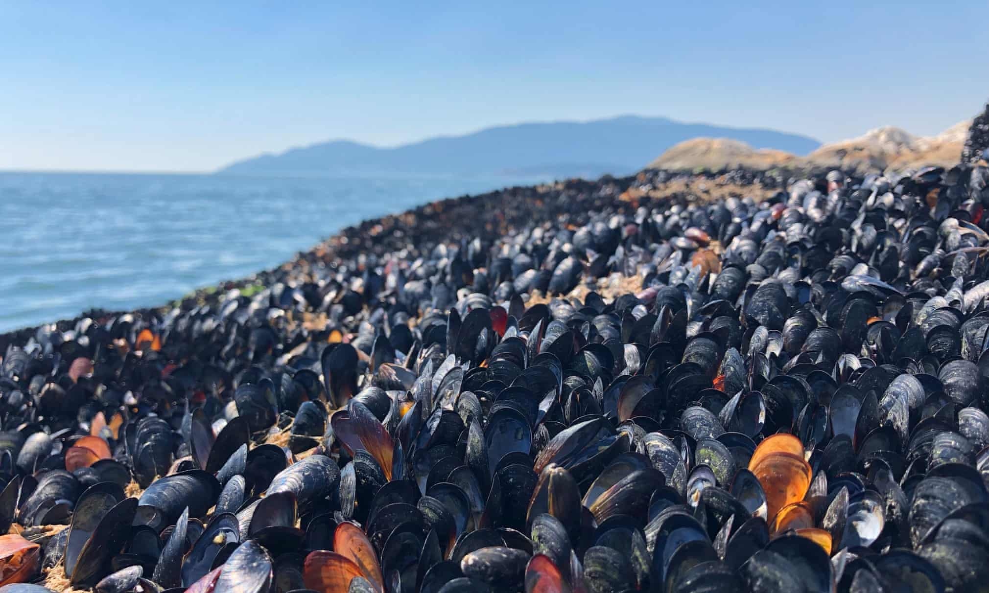 Vem bi nang nuong chin lot top anh thien nhien hinh anh