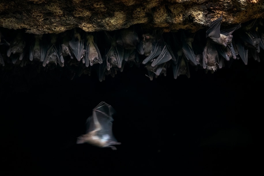 Thuc giac voi con doi tren co, nguoi dan ong My chet mot thang sau do hinh anh